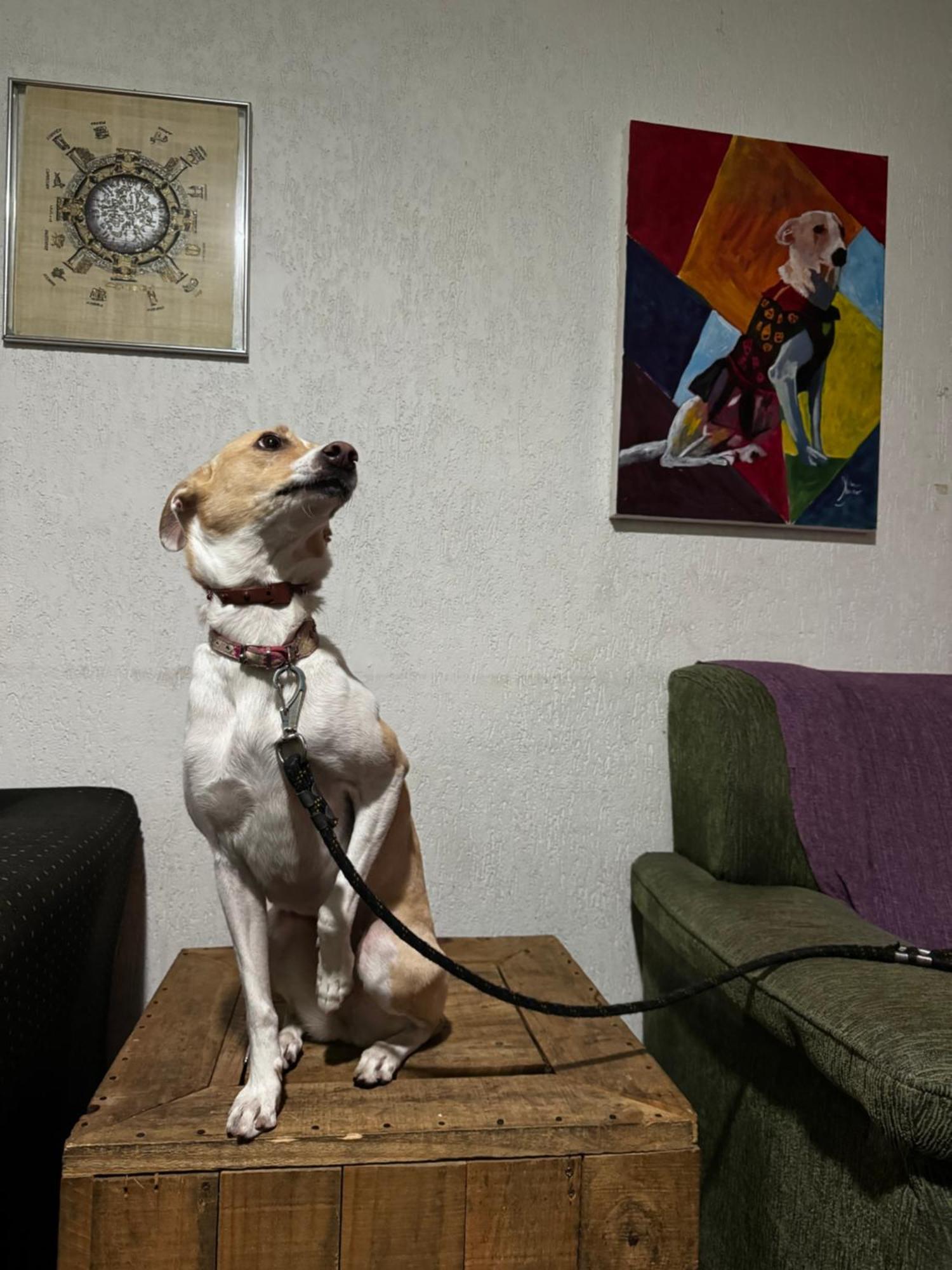 Nomade In Arte E Hostel São Paulo Extérieur photo